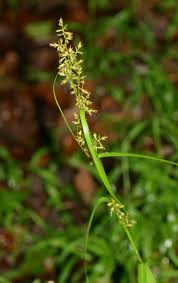 Attēlu rezultāti vaicājumam “Carex paniculata”