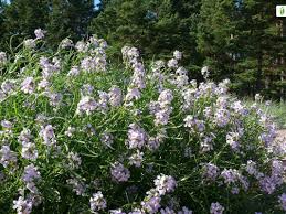 Attēlu rezultāti vaicājumam “Cakile maritima subsp. baltica flower”