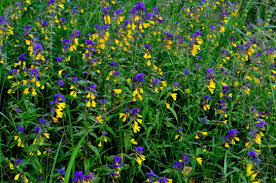 Attēlu rezultāti vaicājumam “Melampyrum nemorosum flower”