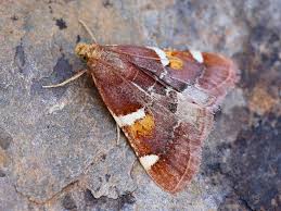 Attēlu rezultāti vaicājumam “Pyralis regalis”