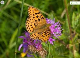 Attēlu rezultāti vaicājumam “Argynnis laodice male”