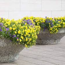 Attēlu rezultāti vaicājumam “Viola x williamsii”