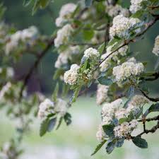Attēlu rezultāti vaicājumam “Sorbus intermedia”