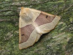 Attēlu rezultāti vaicājumam “Crocallis elinguaria”