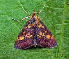 Attēlu rezultāti vaicājumam “Pyrausta aurata”