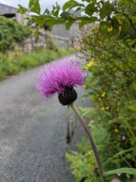Attēlu rezultāti vaicājumam “Cirsium heterophyllum leaf”
