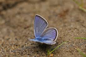 Attēlu rezultāti vaicājumam “Cyaniris semiargus male”