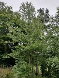 Attēlu rezultāti vaicājumam “Cerasus leaf”