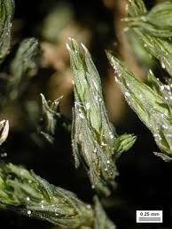 Attēlu rezultāti vaicājumam “Schistidium apocarpum”