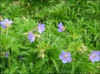 Image result for Geranium pratense