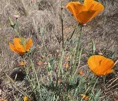 Attēlu rezultāti vaicājumam “Eschscholzia californica leaf”