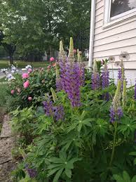 Attēlu rezultāti vaicājumam “Lupinus polyphyllus”