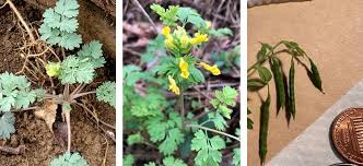 Attēlu rezultāti vaicājumam “Corydalis intermedia leaf”