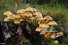 Attēlu rezultāti vaicājumam “Hypholoma lateritium”