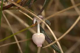 Attēlu rezultāti vaicājumam “Andromeda polifolia bud”