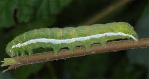 Attēlu rezultāti vaicājumam “Orthosia gothica”