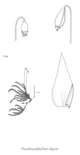 Attēlu rezultāti vaicājumam “Pseudotaxiphyllum elegans”