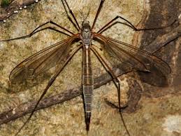 Attēlu rezultāti vaicājumam “Tipulidae”