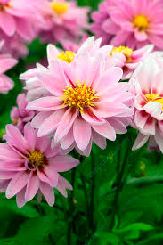 Image result for Dahlia hybrid.