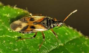 Attēlu rezultāti vaicājumam “Anthocoris nemorum”