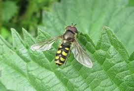Attēlu rezultāti vaicājumam “Eupeodes nielseni”