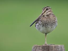 Image result for Gallinago delicata