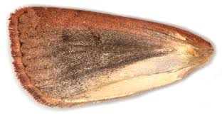 Attēlu rezultāti vaicājumam “Diarsia florida”