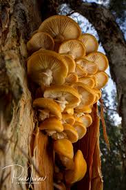 Attēlu rezultāti vaicājumam “Armillaria sp.”