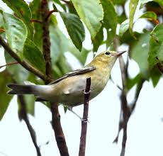 Image result for Dendroica castanea