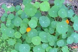 Image result for Tropaeolum majus