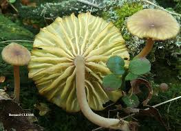Attēlu rezultāti vaicājumam “Lichenomphalia umbellifera”