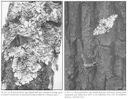 Attēlu rezultāti vaicājumam “Biston betularia”