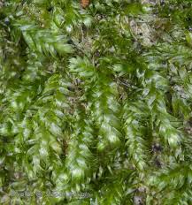 Attēlu rezultāti vaicājumam “Pseudotaxiphyllum elegans”