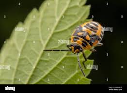 Attēlu rezultāti vaicājumam “Eurydema dominulus imago”