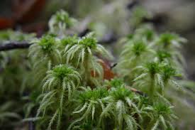 Attēlu rezultāti vaicājumam “Sphagnum squarrosum”