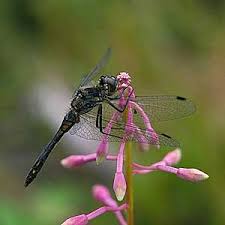 Attēlu rezultāti vaicājumam “Sympetrum danae”