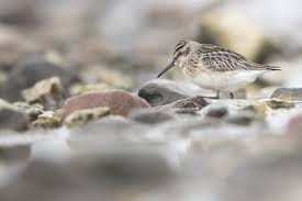 Attēlu rezultāti vaicājumam “Calidris falcinellus adult”