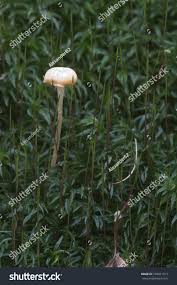 Attēlu rezultāti vaicājumam “Lichenomphalia umbellifera”