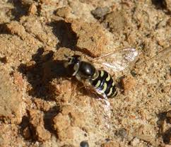 Attēlu rezultāti vaicājumam “Eupeodes nielseni”