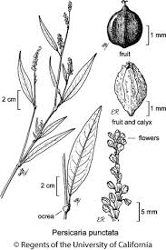 Attēlu rezultāti vaicājumam “Persicaria lapathifolia fruit”