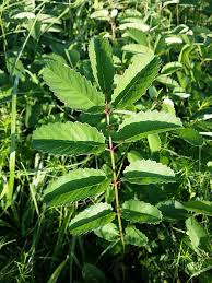 Attēlu rezultāti vaicājumam “Sanguisorba officinalis leaf”