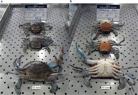 Image result for Callinectes sapidus