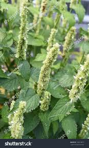 Image result for Ysop