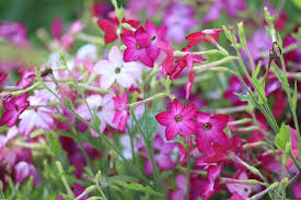 Image result for Nicotiana x sanderae