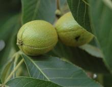 Attēlu rezultāti vaicājumam “Carya ovata fruit”