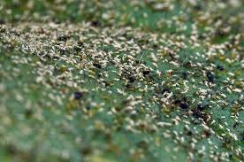 Attēlu rezultāti vaicājumam “Aphis jacobaeae”