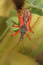 Attēlu rezultāti vaicājumam “Rhynocoris annulatus nymph”