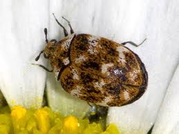 Attēlu rezultāti vaicājumam “Anthrenus sp.”