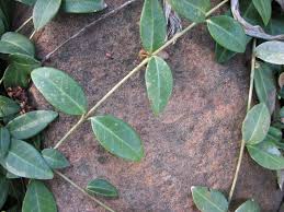 Attēlu rezultāti vaicājumam “Vinca minor leaf”