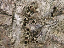 Attēlu rezultāti vaicājumam “Andricus quercuscorticis”